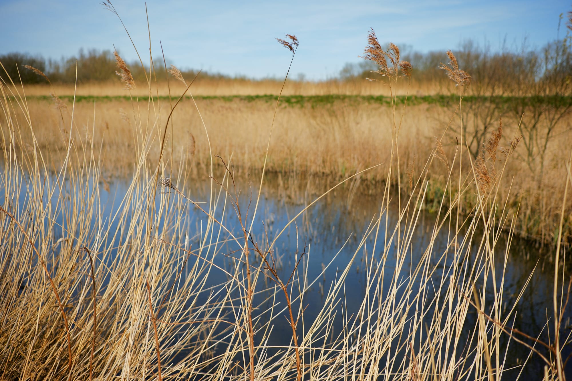 marsh grass against the water