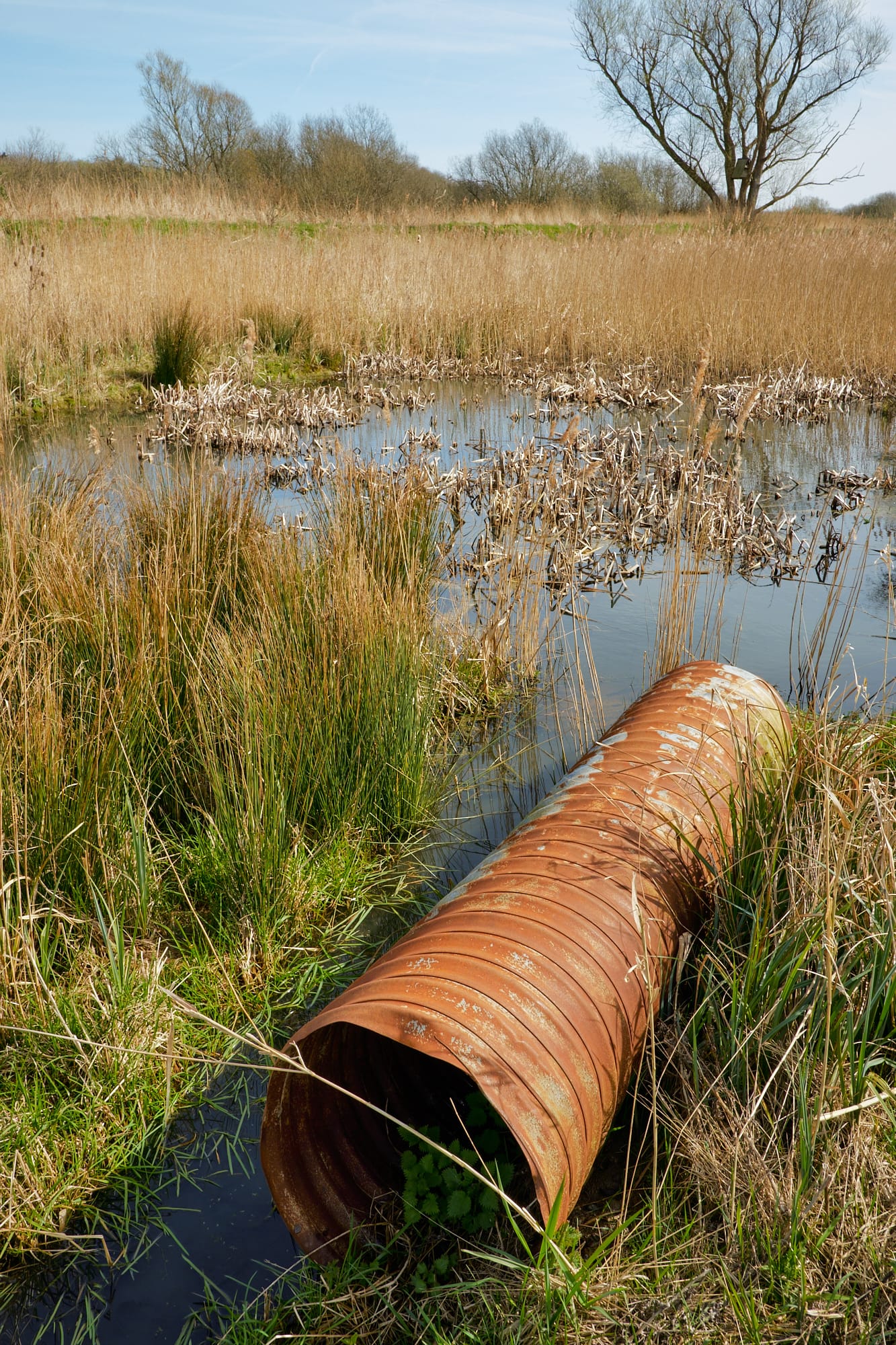 rusty old pipe in the marsh