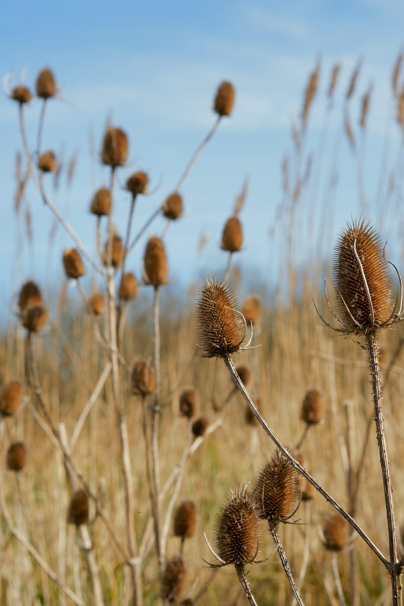 dried marsh plants