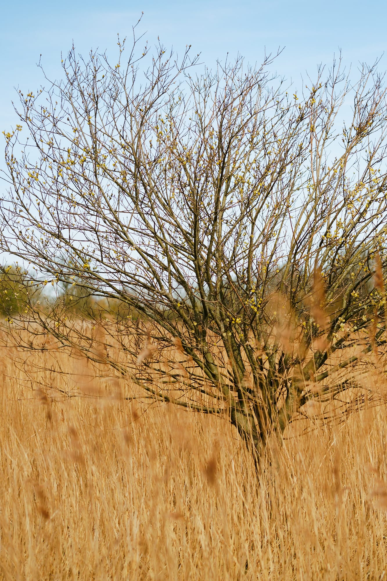 tree in a field of marsh grass