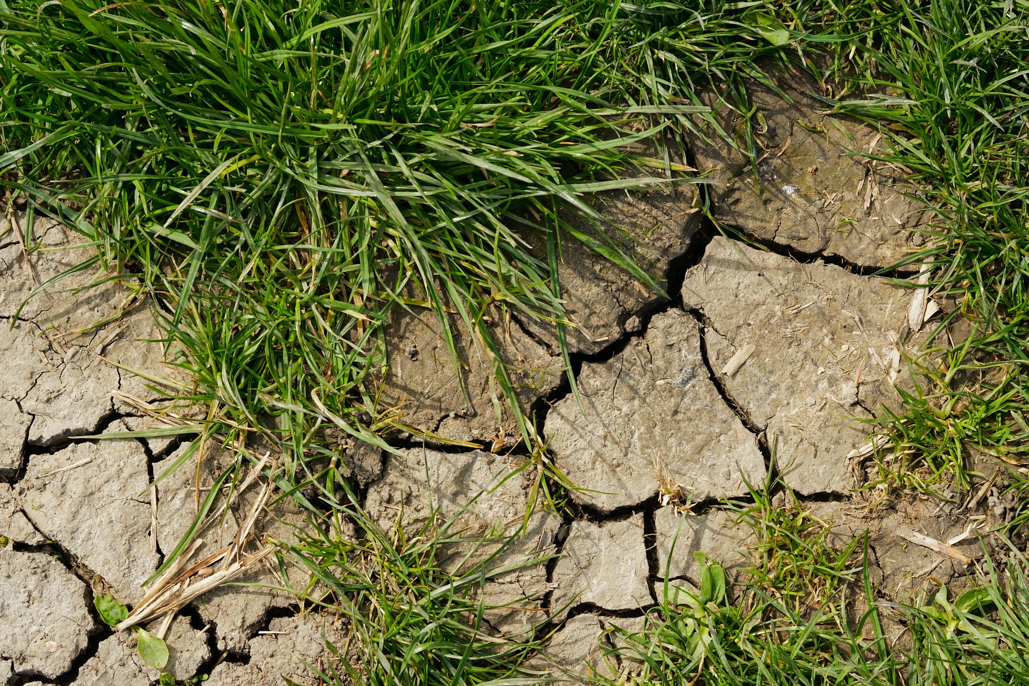 grass and desiccated mud patch