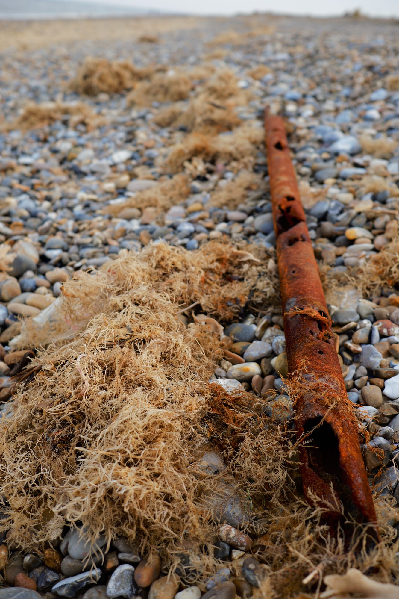 rusy pipe on the beach surrounded by dried seaweed