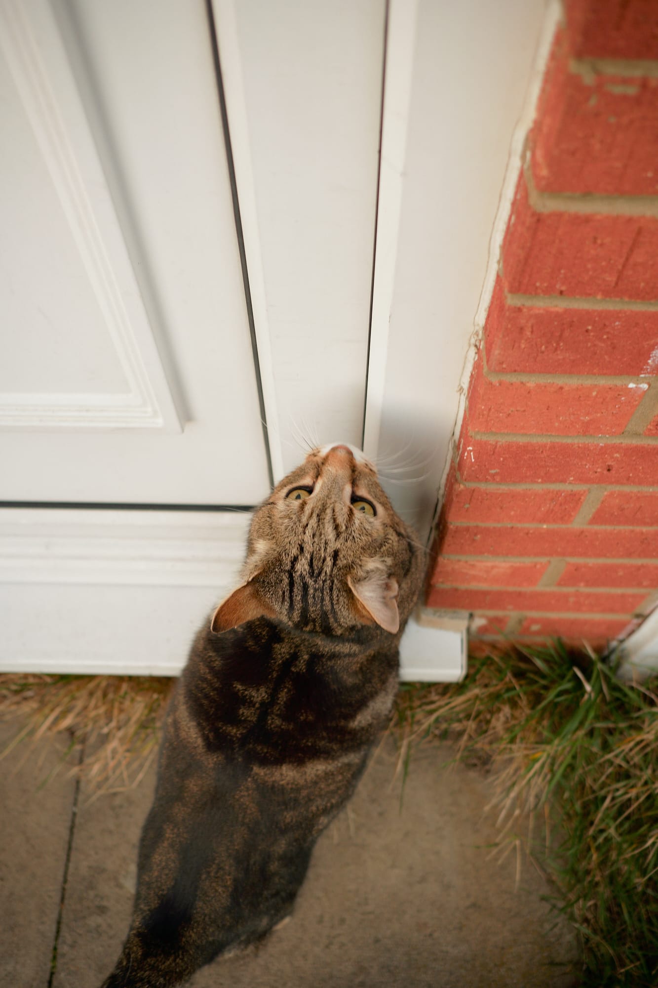 Tabbster cat waiting to go inside