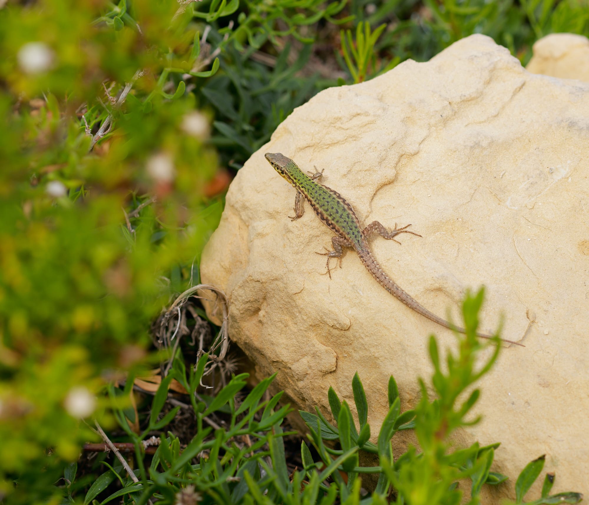 lizard on a rock