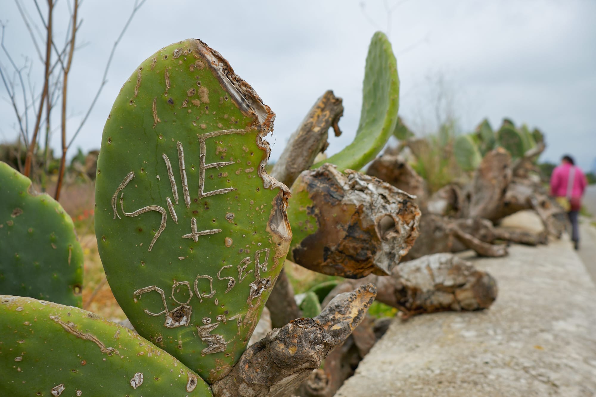 initials carved on a cactus