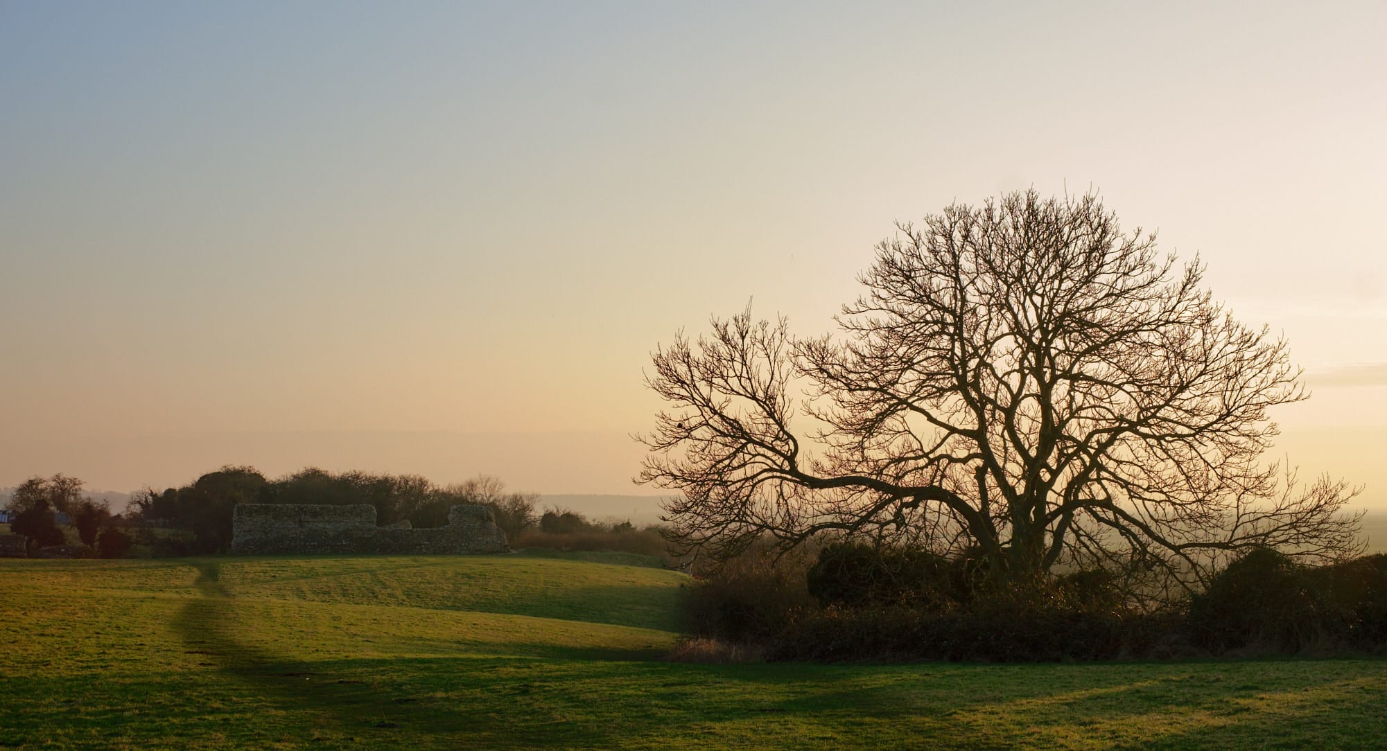 tree in Burgh Castle