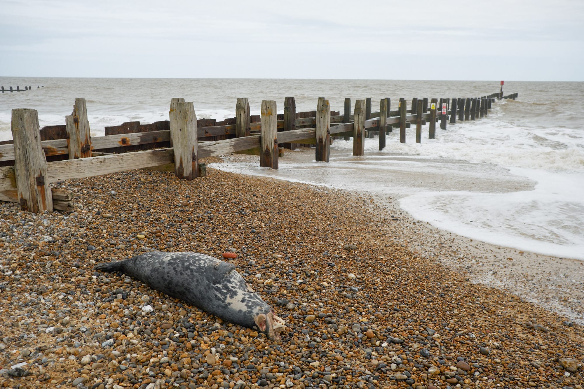 dead seal on the beach