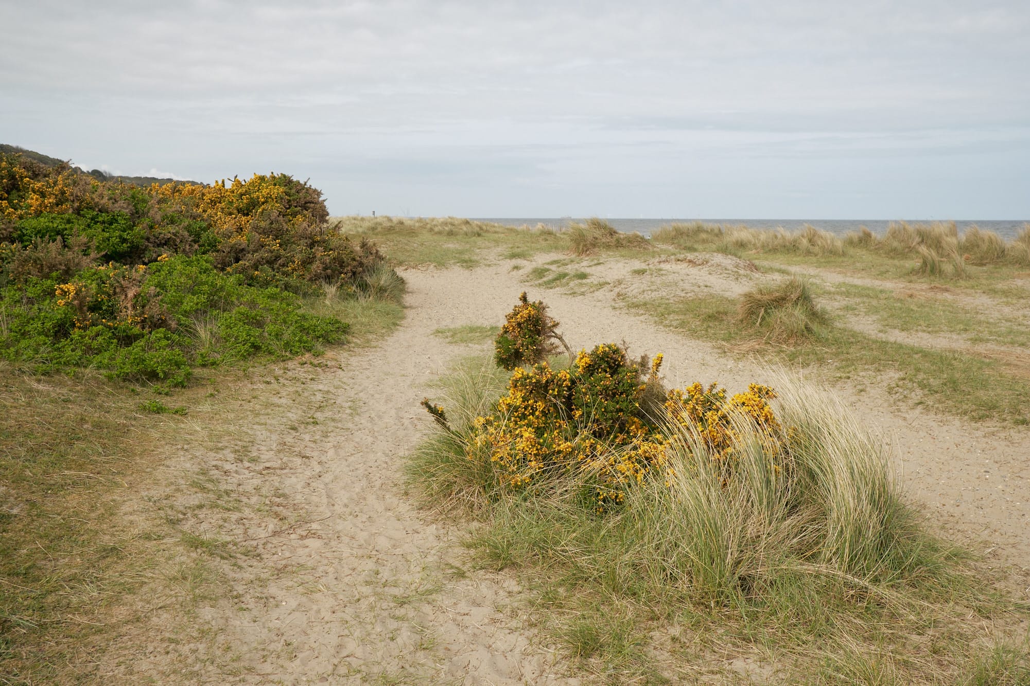 sandy beach paths