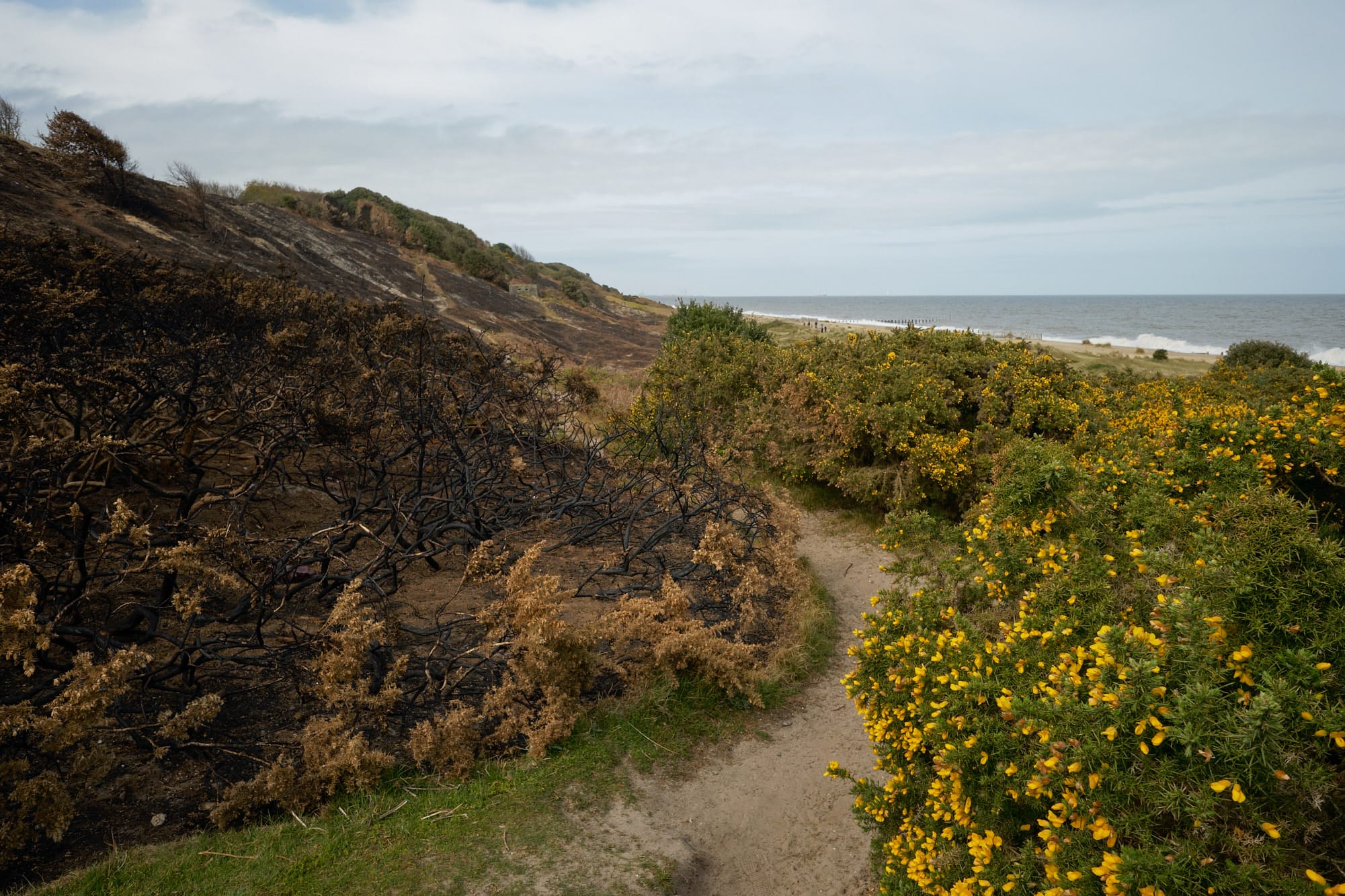 burt hillside and unburnt bushes