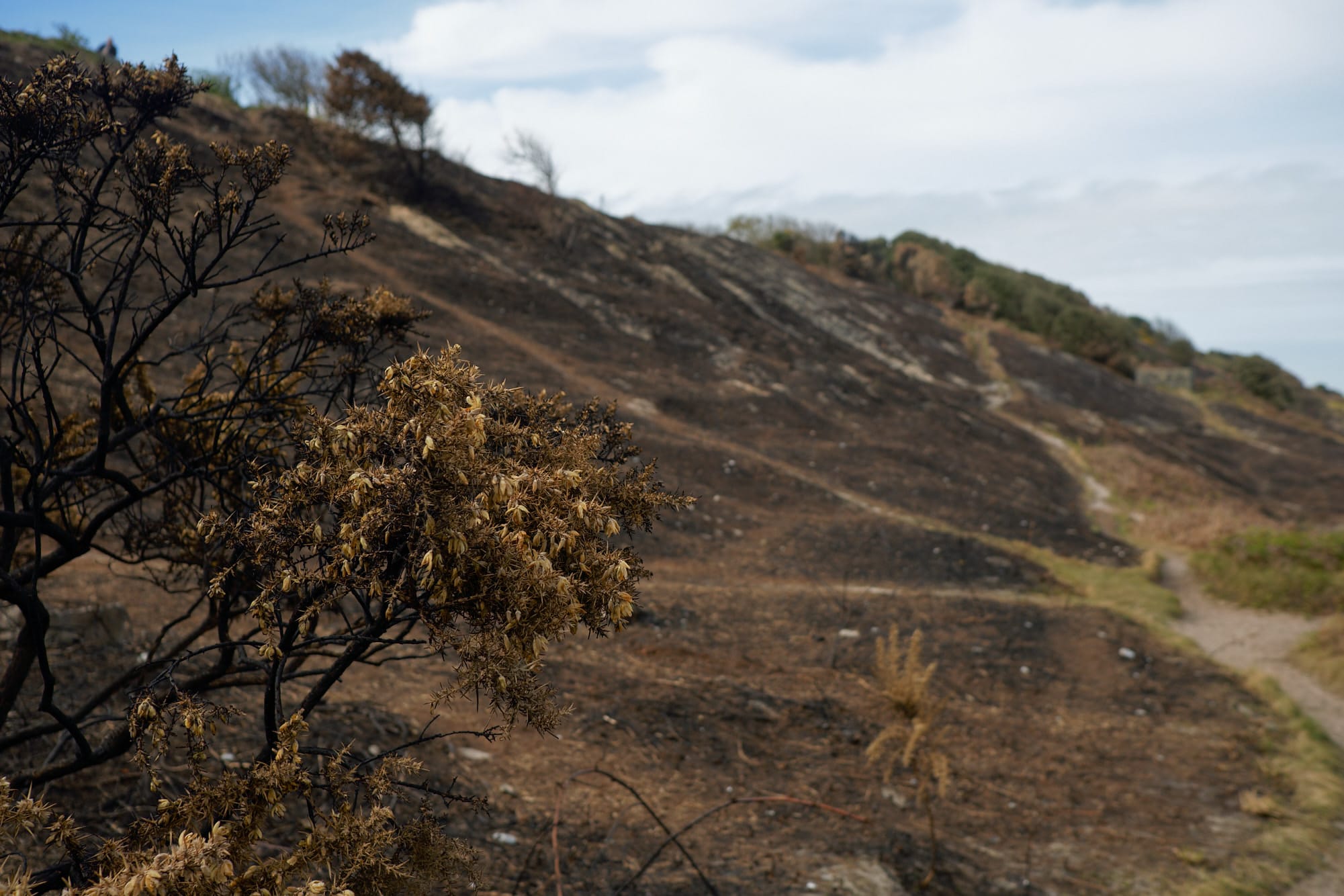 burnt land beyond a burnt bush