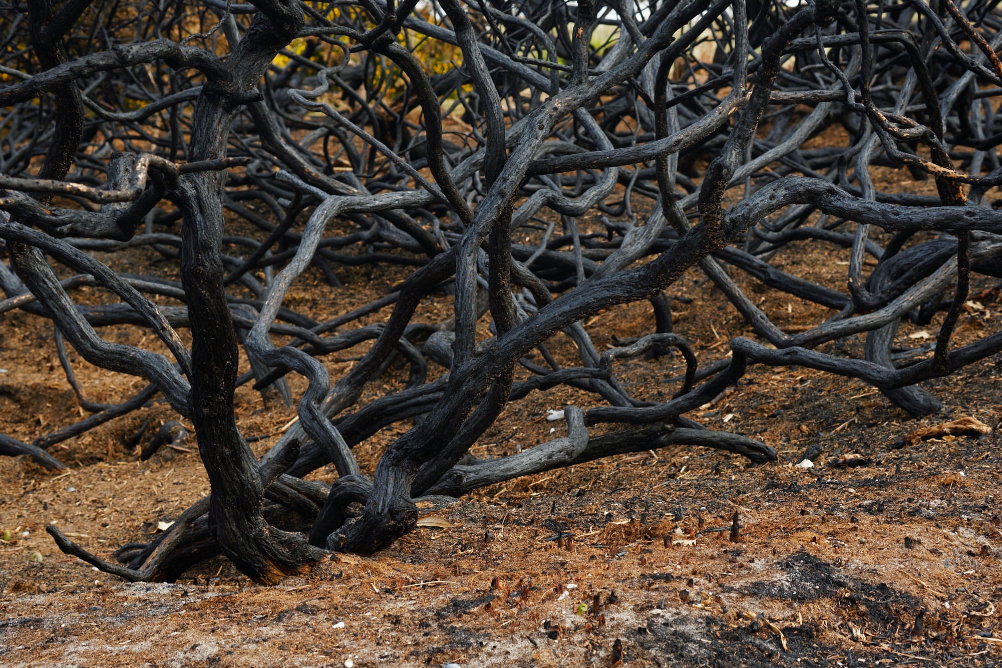 burnt bush trunks and branches