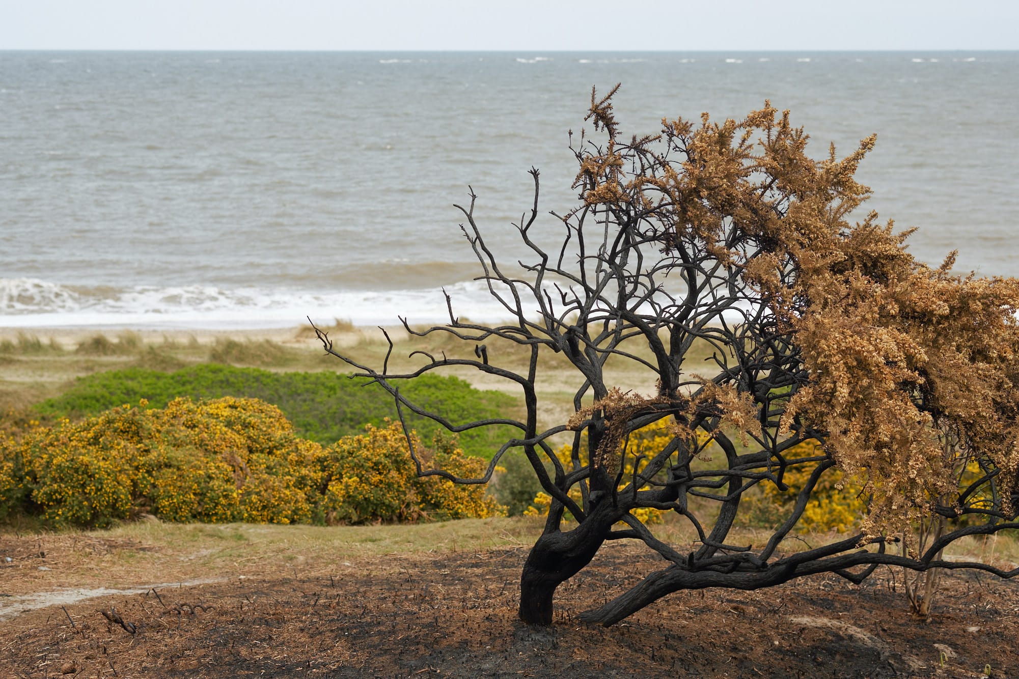 burnt bush with the sea behind