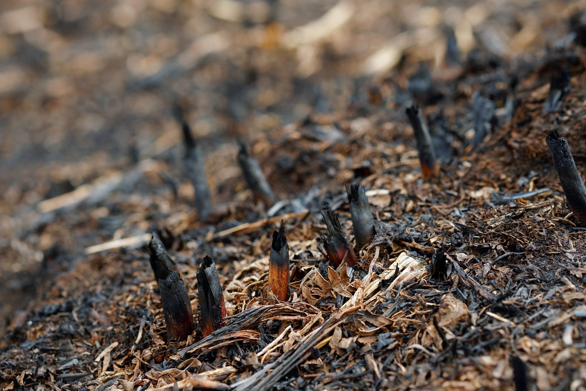 burnt grass stems