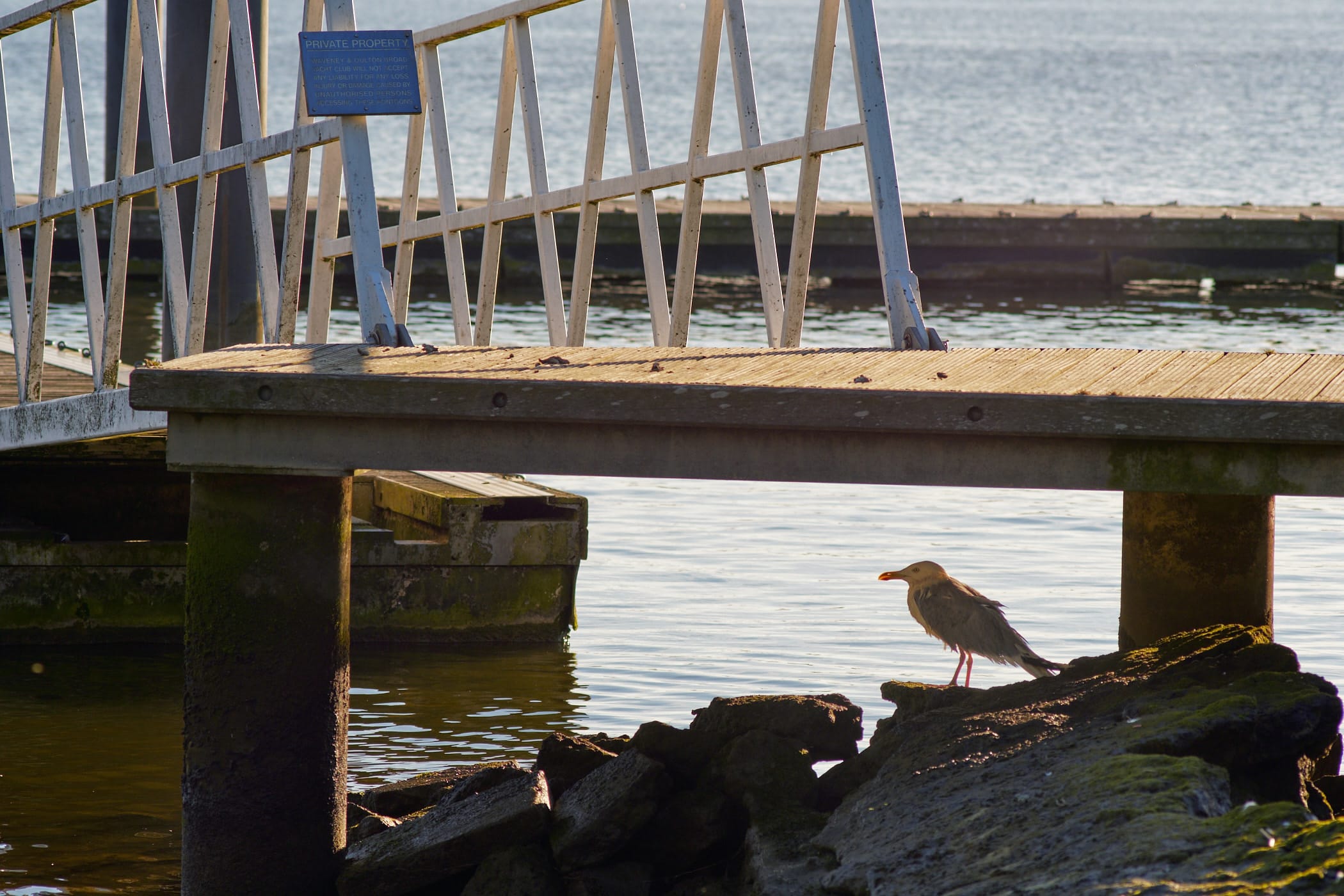 bird under a jetty