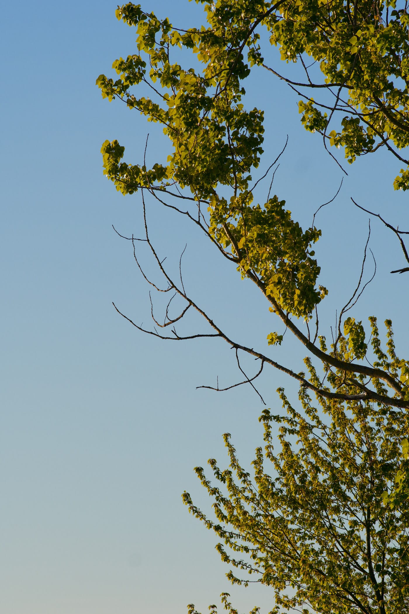 high up tree leaves