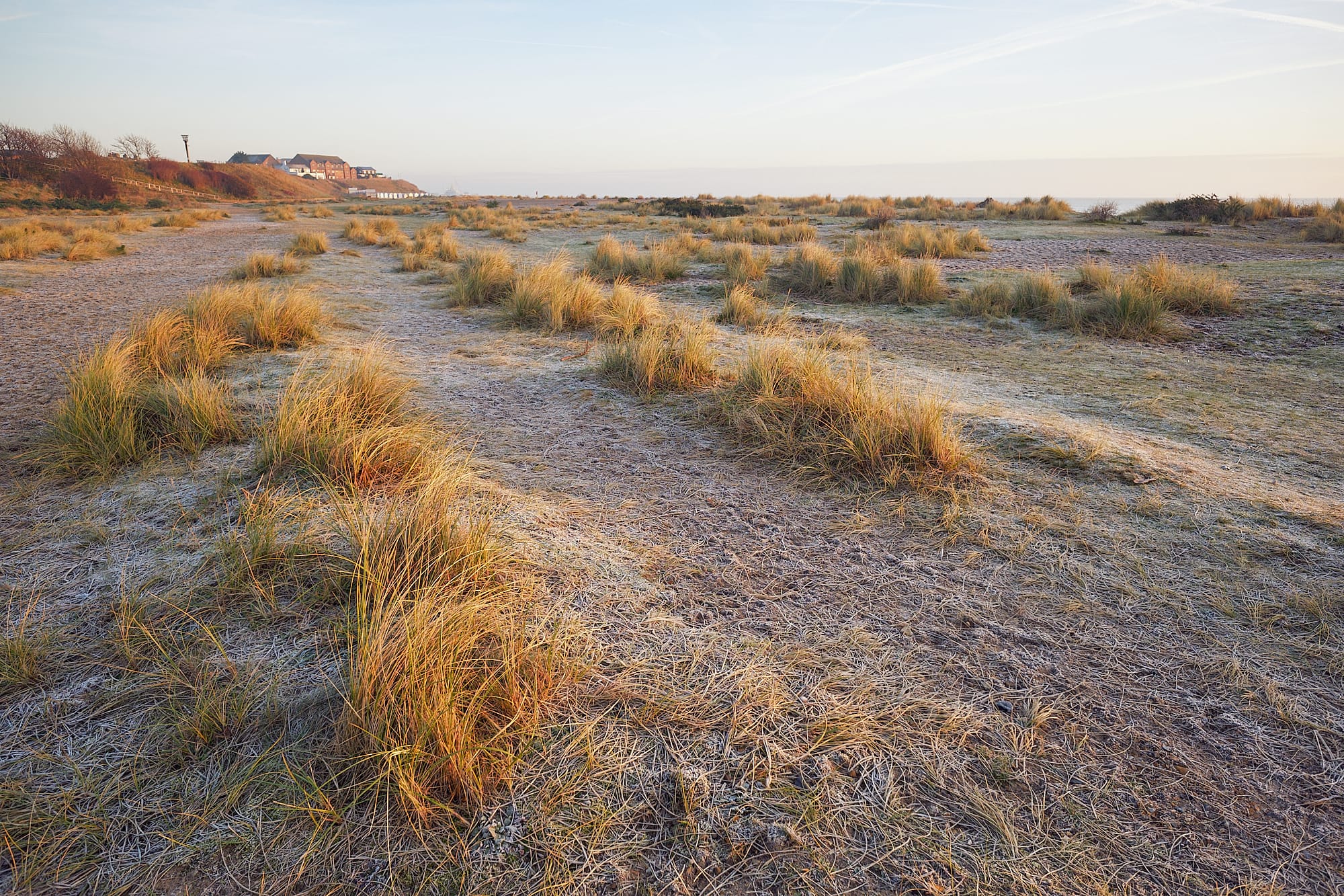 beach grass at sunrise