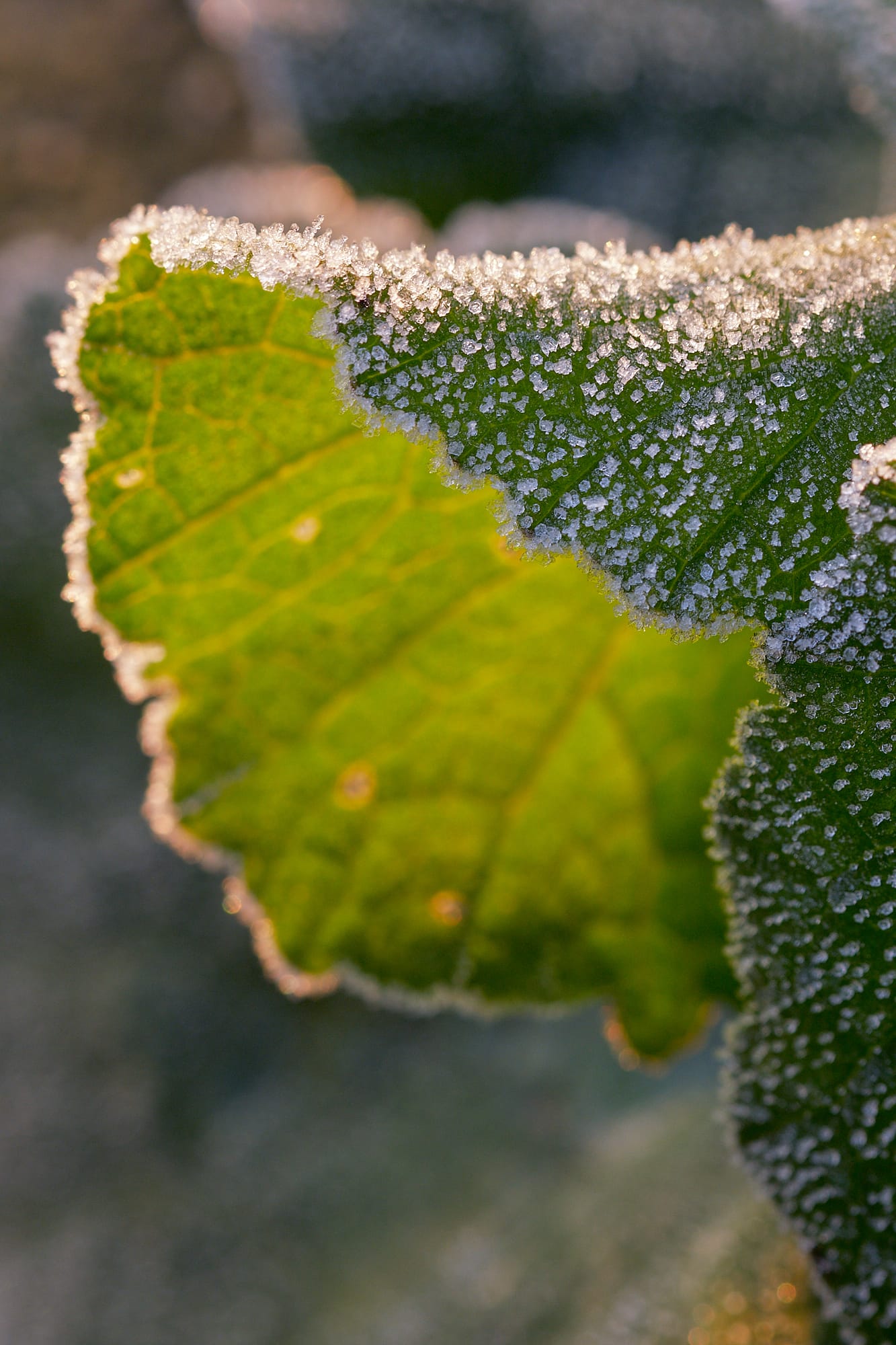 crystals of ice covering a leaf