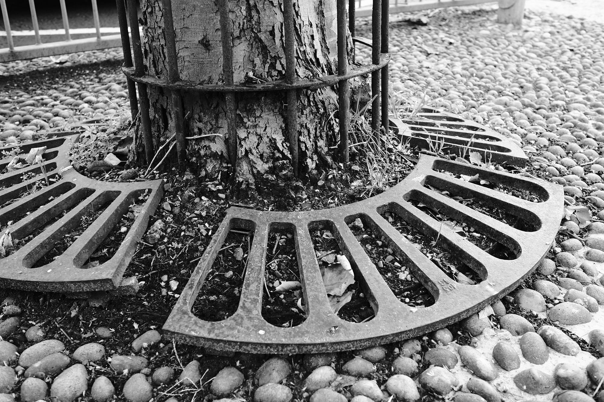 iron grate around tree