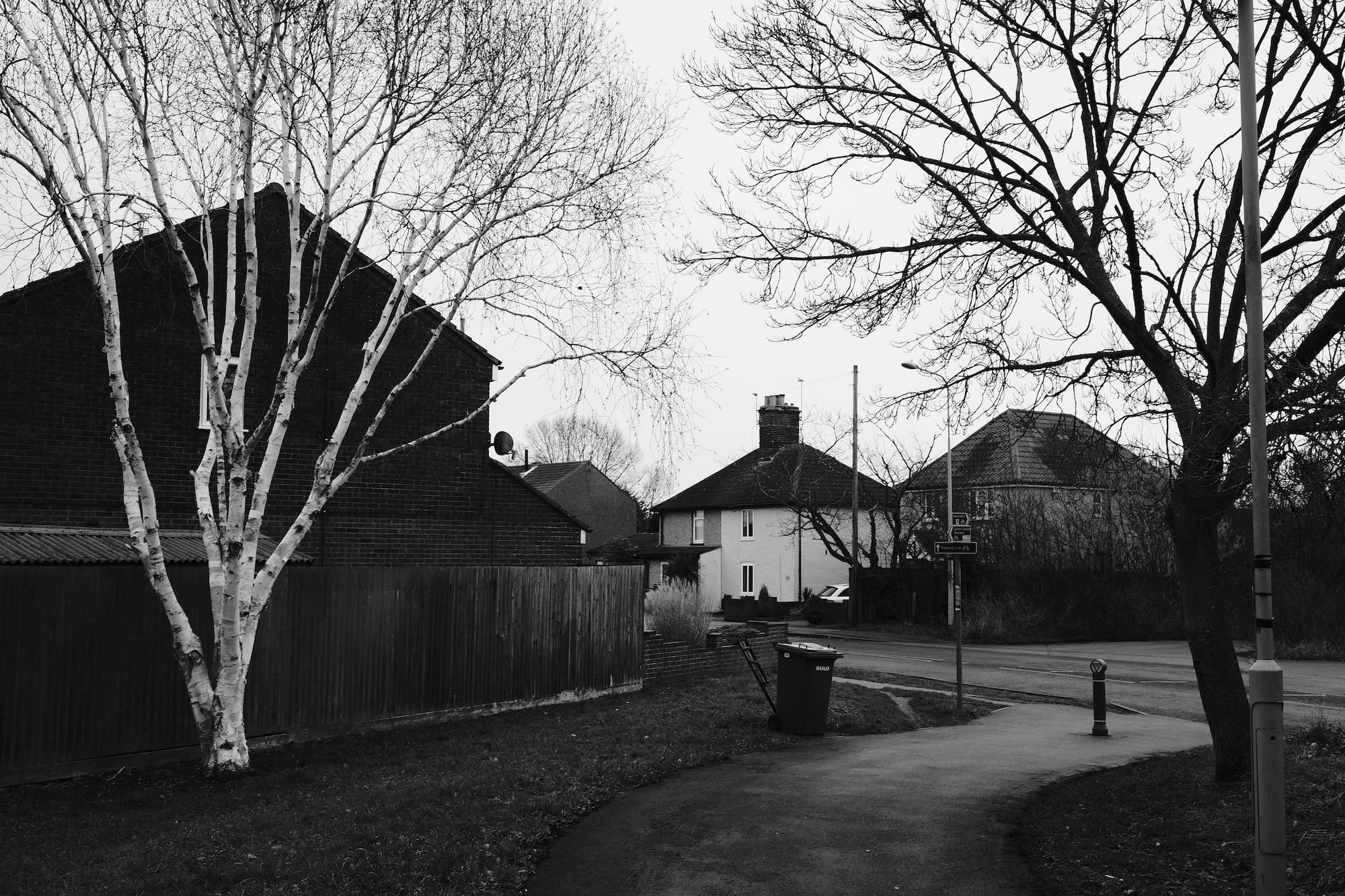 white tree against dark fence and house