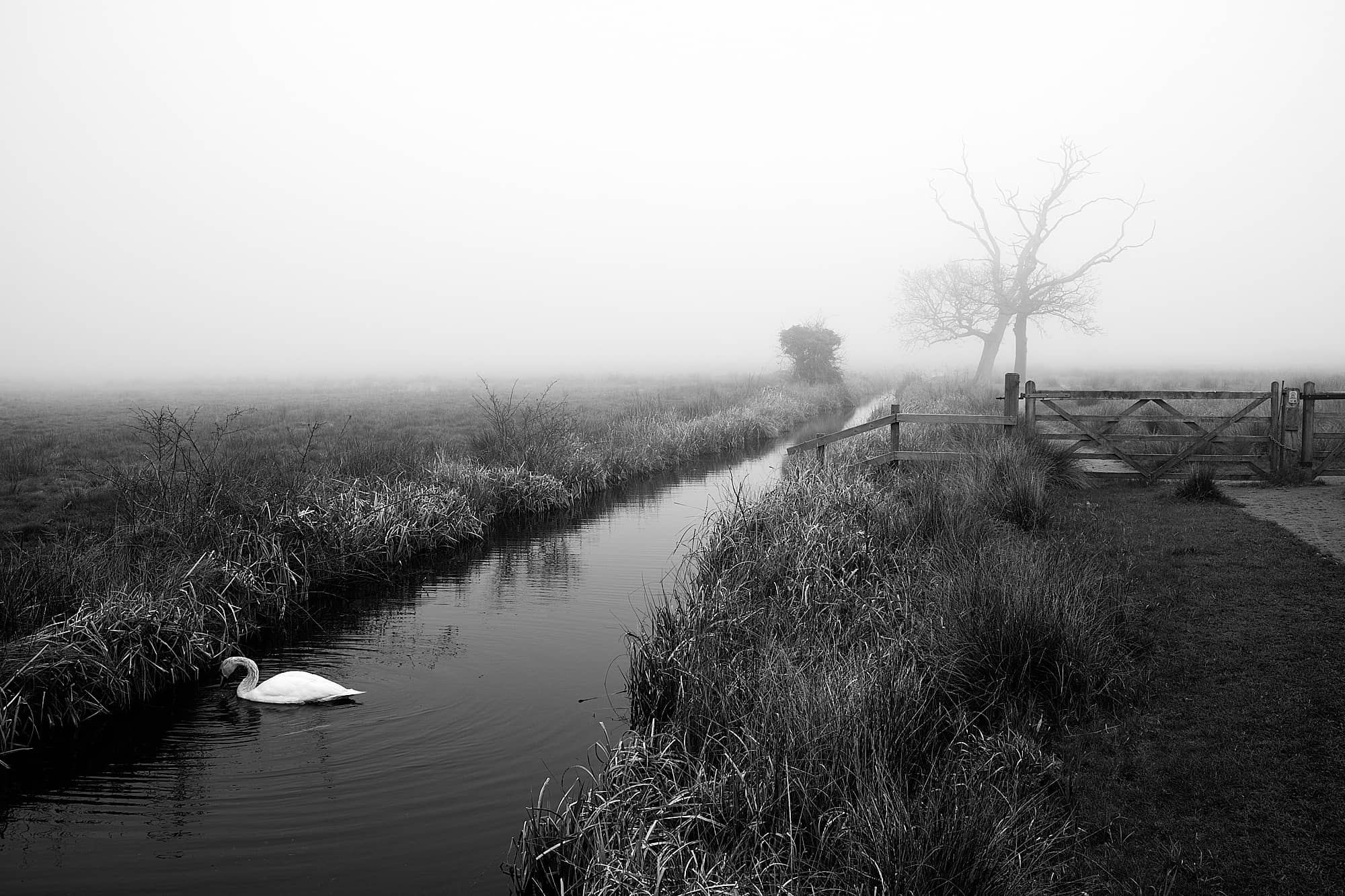 swan on the water