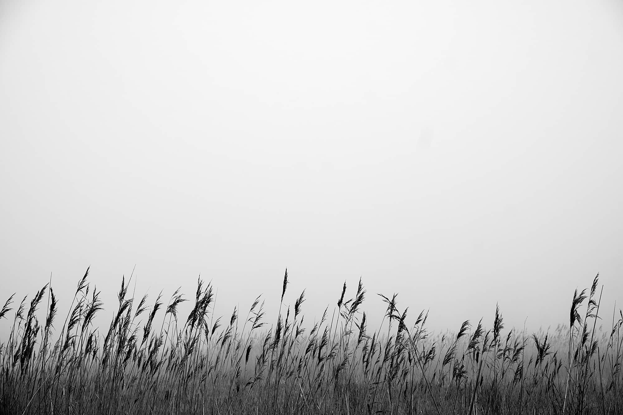 marsh reeds against the grey sky