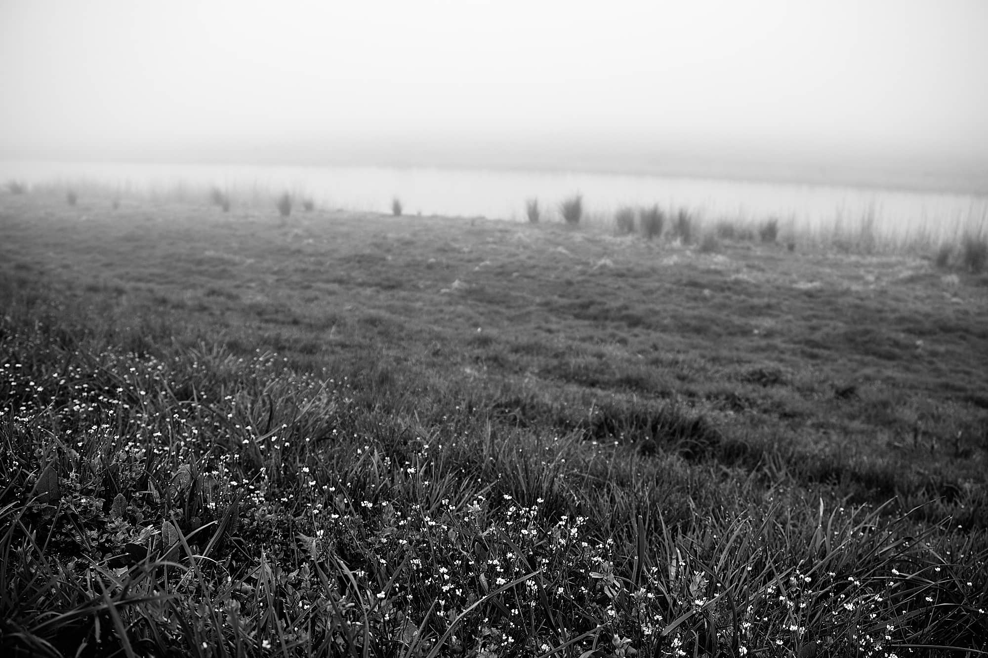 white flowers on the bank of a waterway