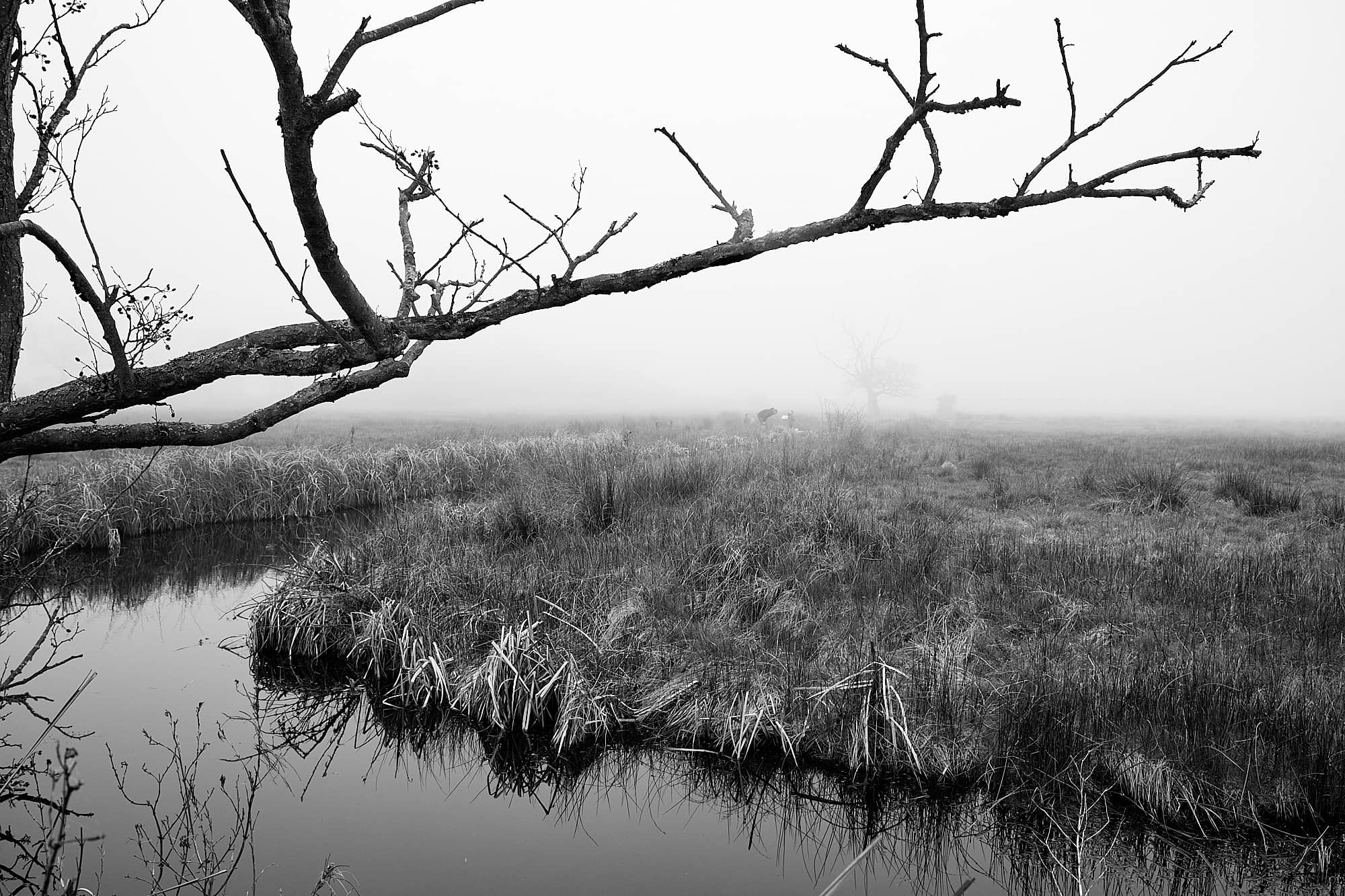 bare tree branch against the grey sky before a bend in a waterway