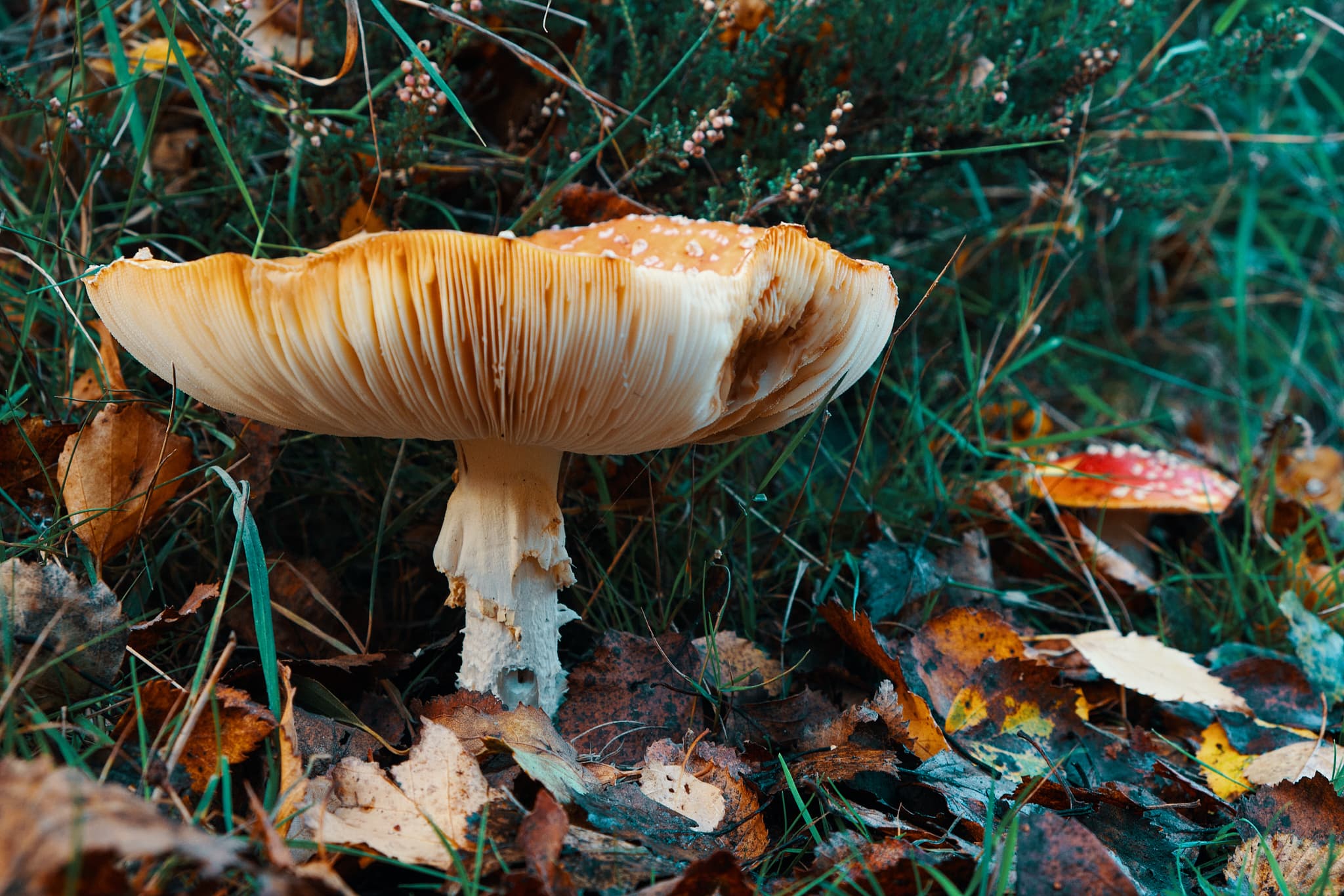 a large mushroom in the woods of Dunwich