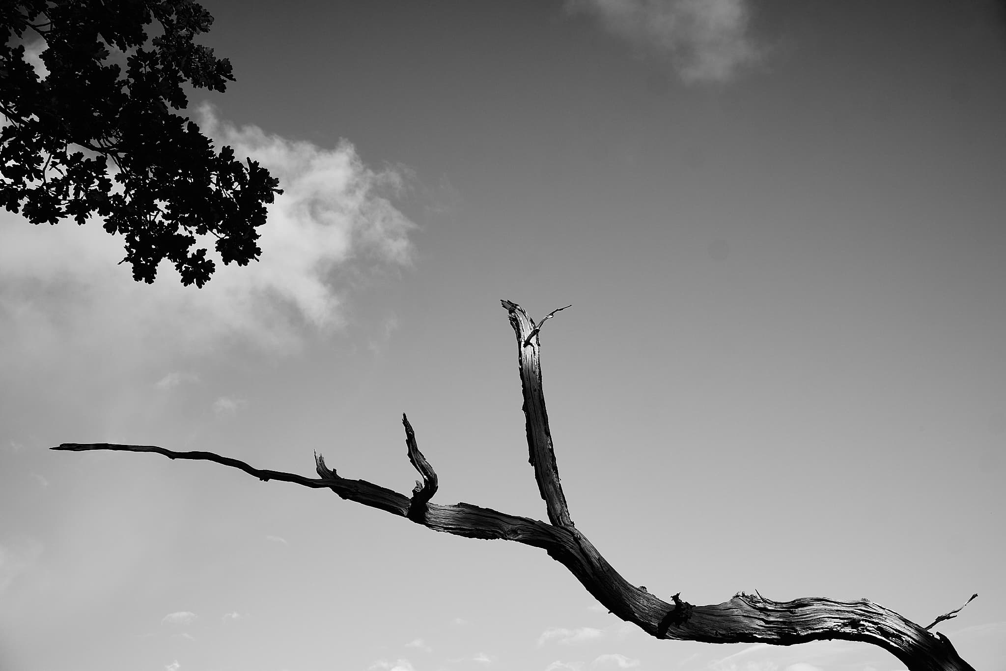 bare tree branch against the sky