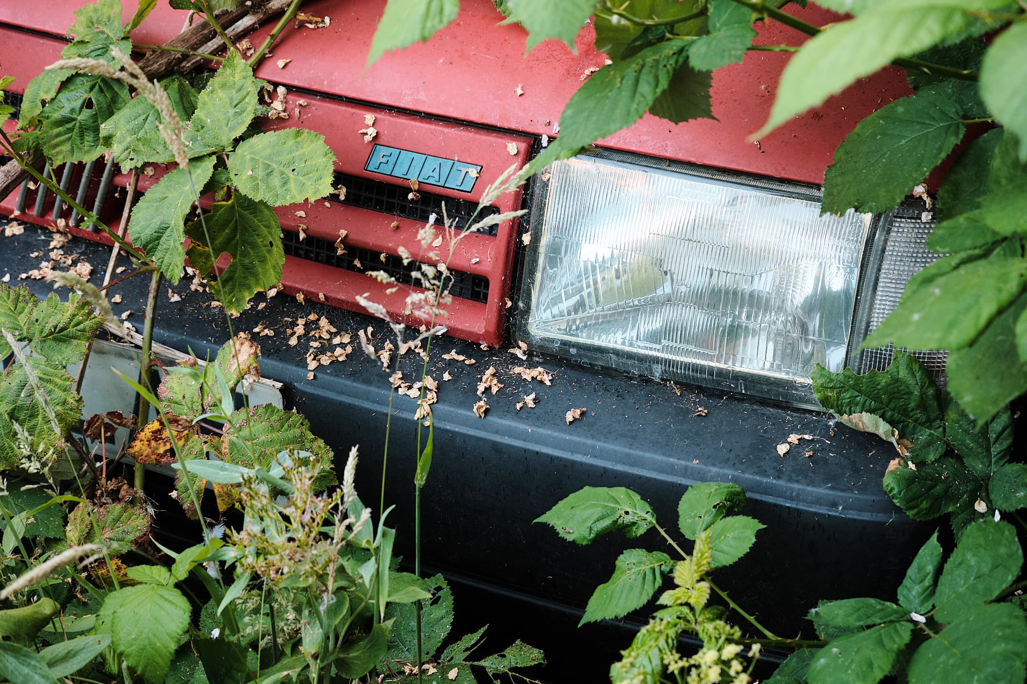 neighbour’s car overrun with brambles