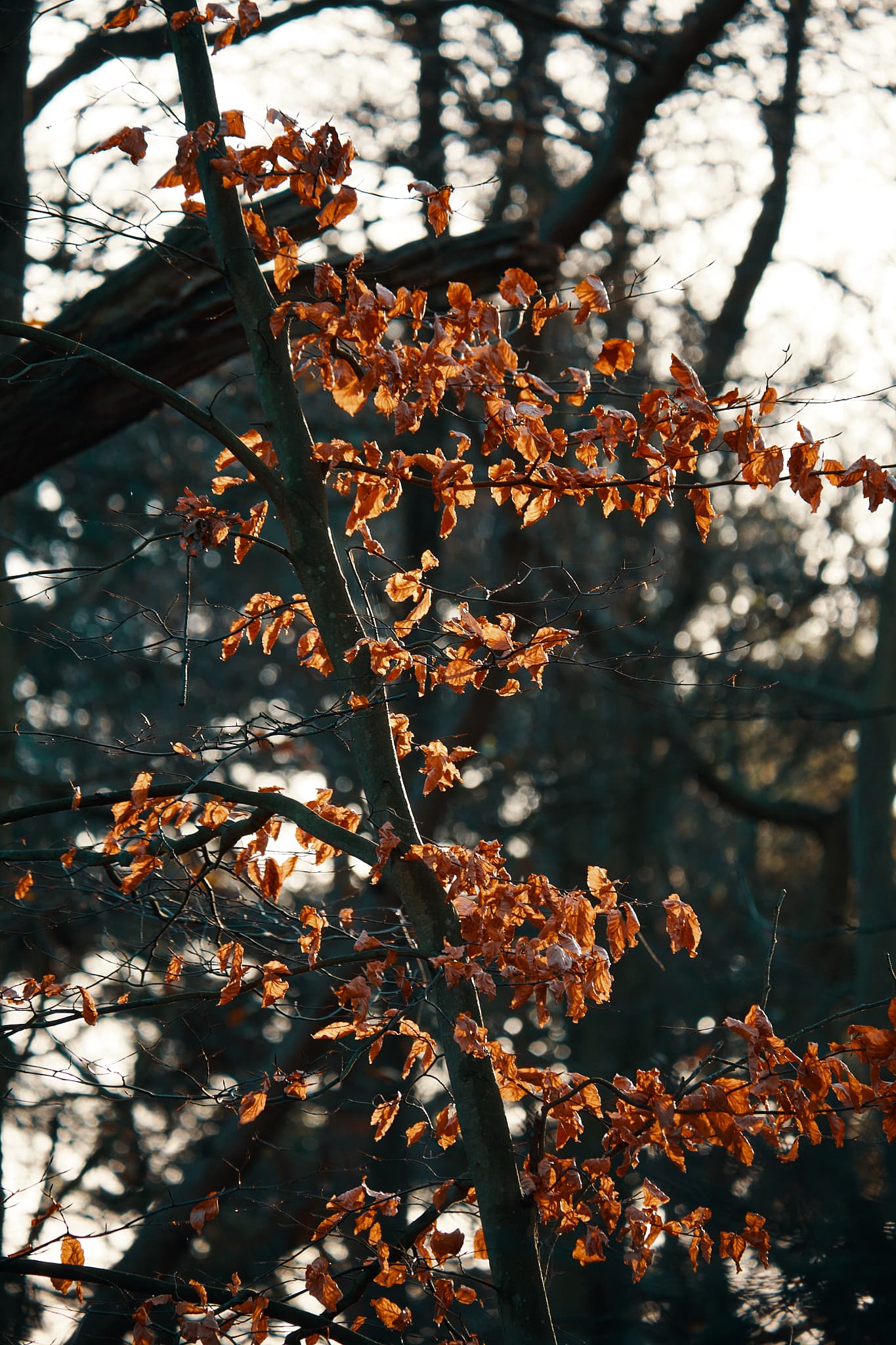 dried up orange leaves, backlit by the sun