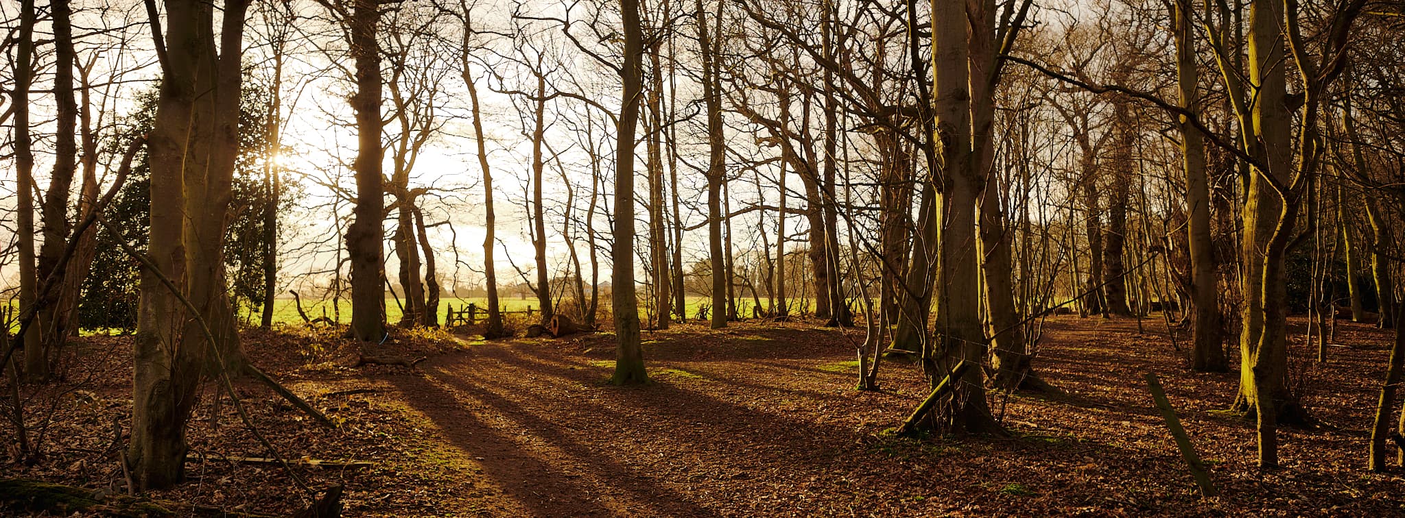 sunrise through the trees in Bluebell Woods