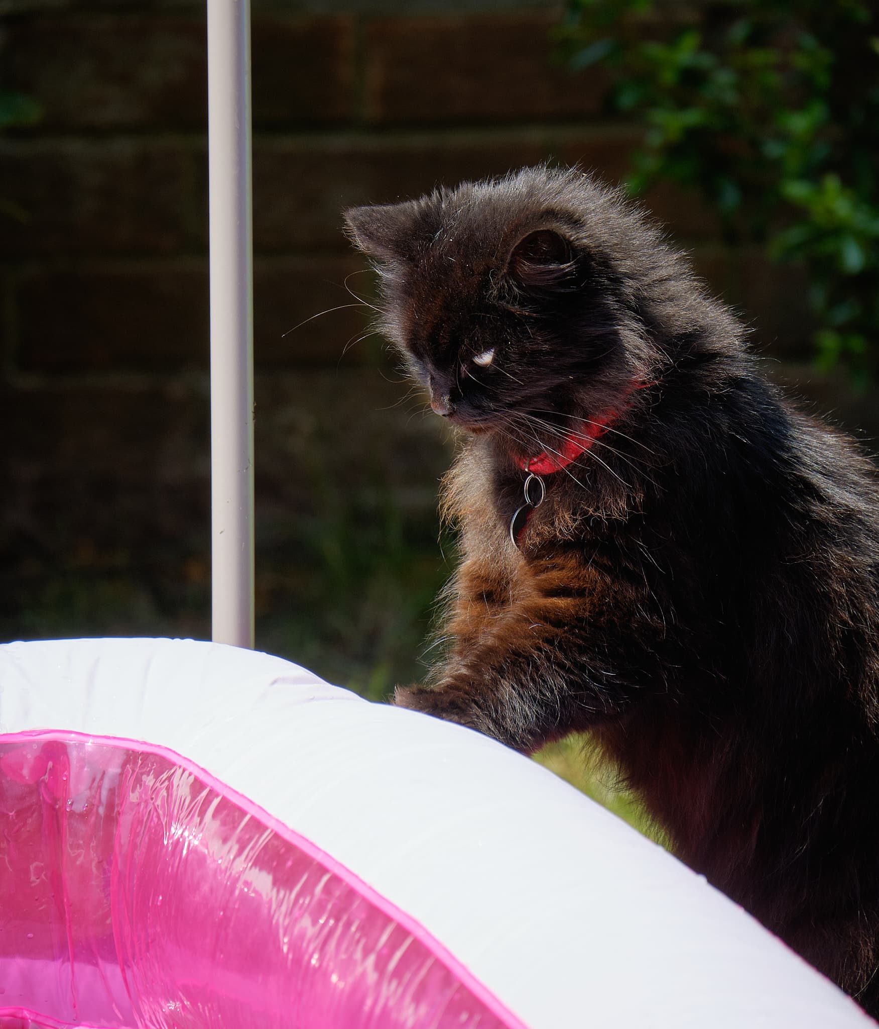 Lucy the fluffy black cat investigating Emily’s paddling pool