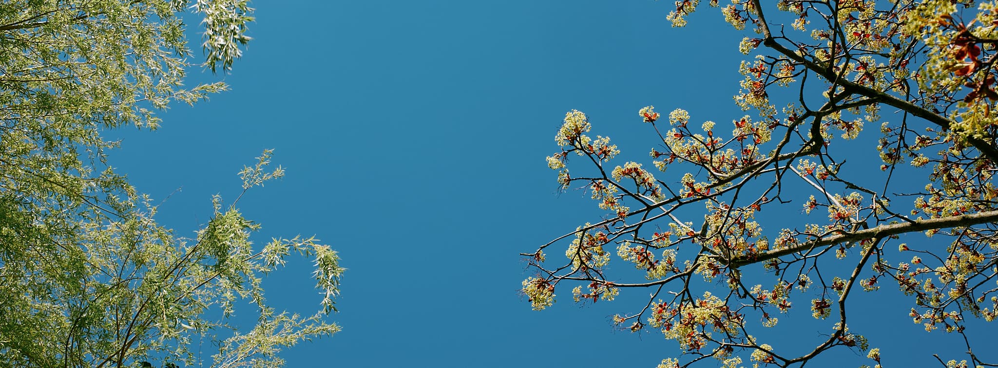 tree branches and berries against the blue sky