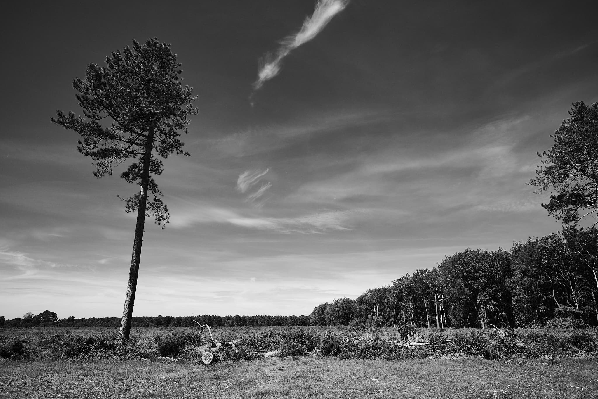 lone tree against wispy clouds and a distant tree line