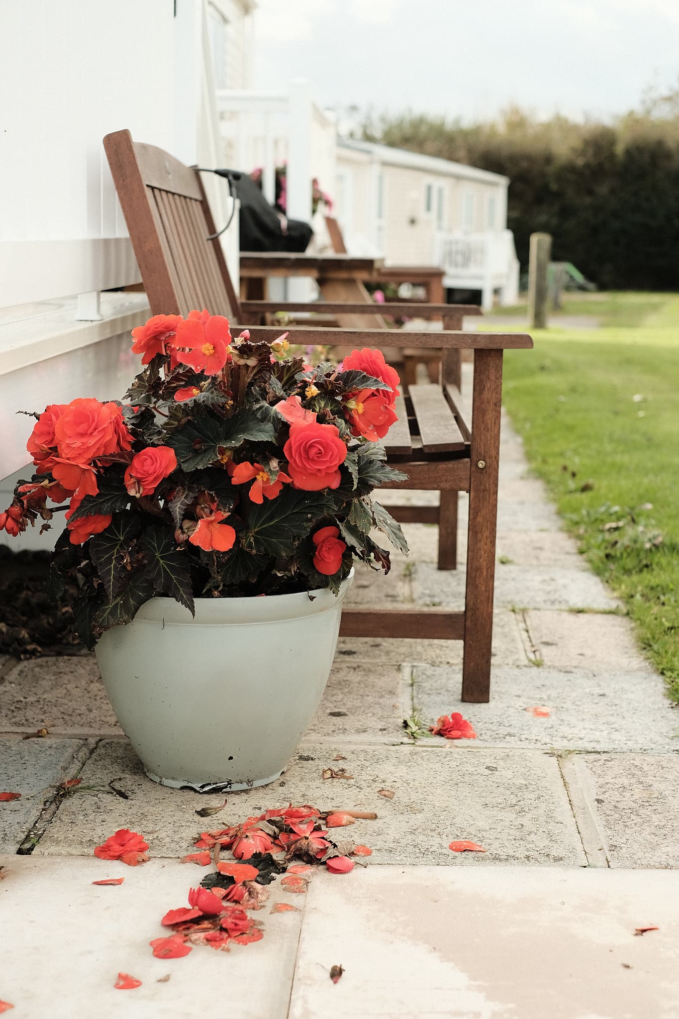 petals fallen from a potted plant