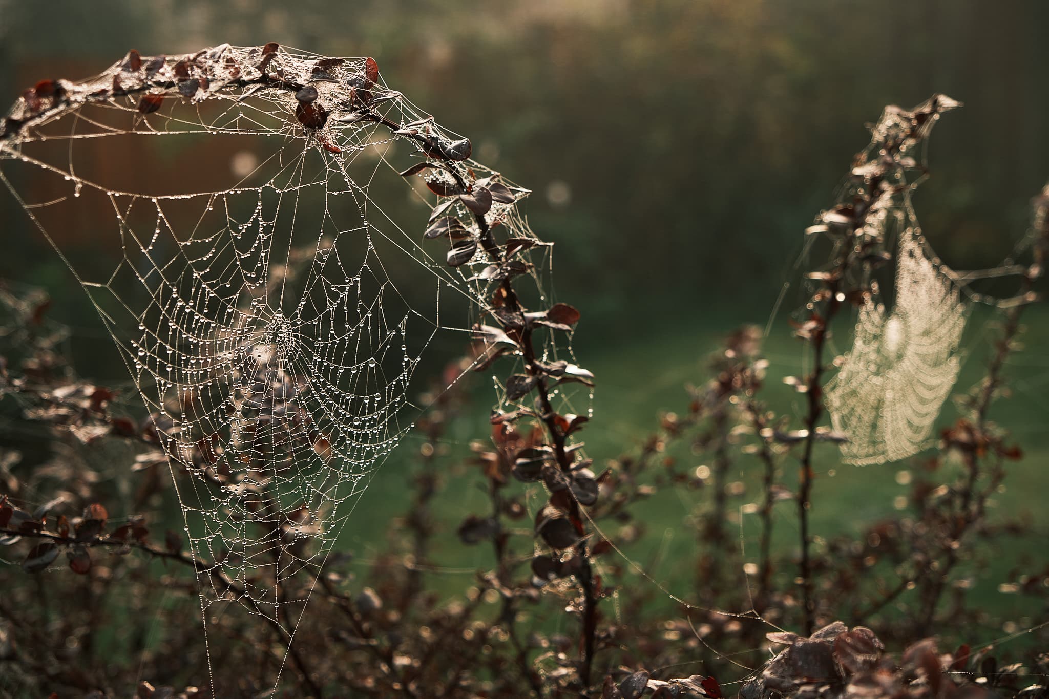 dewdrops on a spiderweb